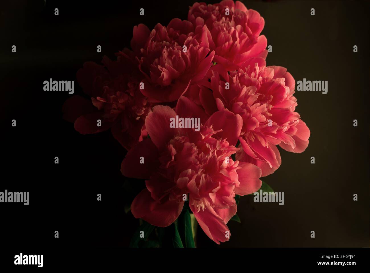 Peony against a dark background. Floral wallpaper with beautiful pink