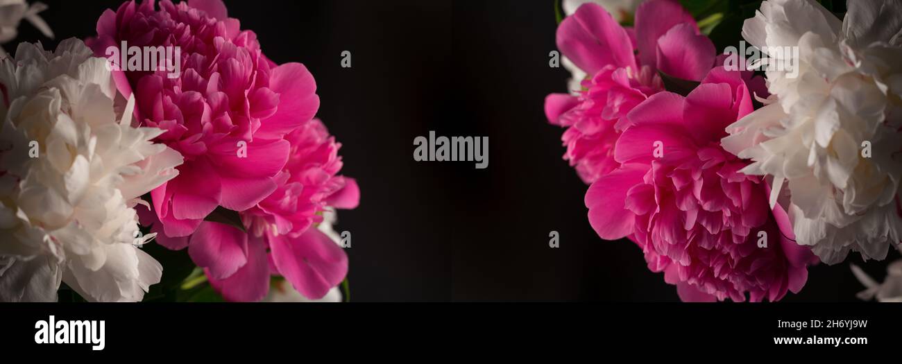 Beautiful bouquet of pink and white Peonies against a black background ...