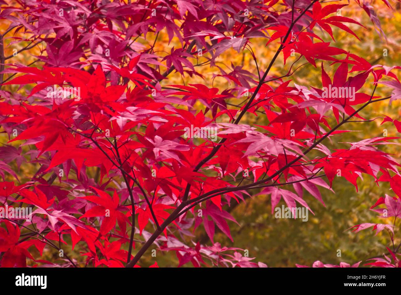 Red Maple tree in Autumn Stock Photo