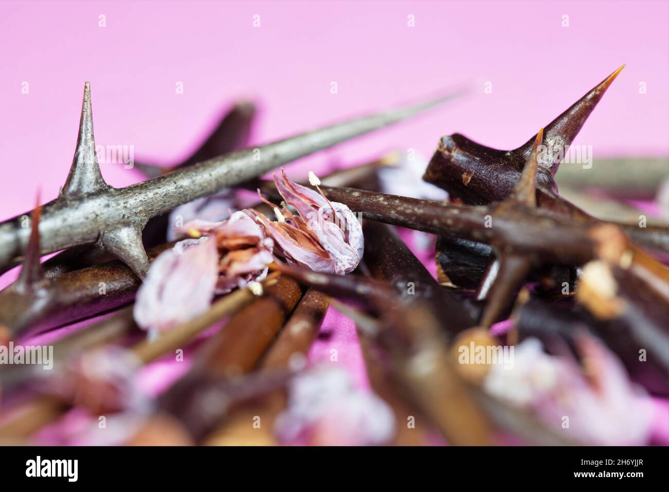 Honey locust thorns and echeveria flowers on pink. Stock Photo