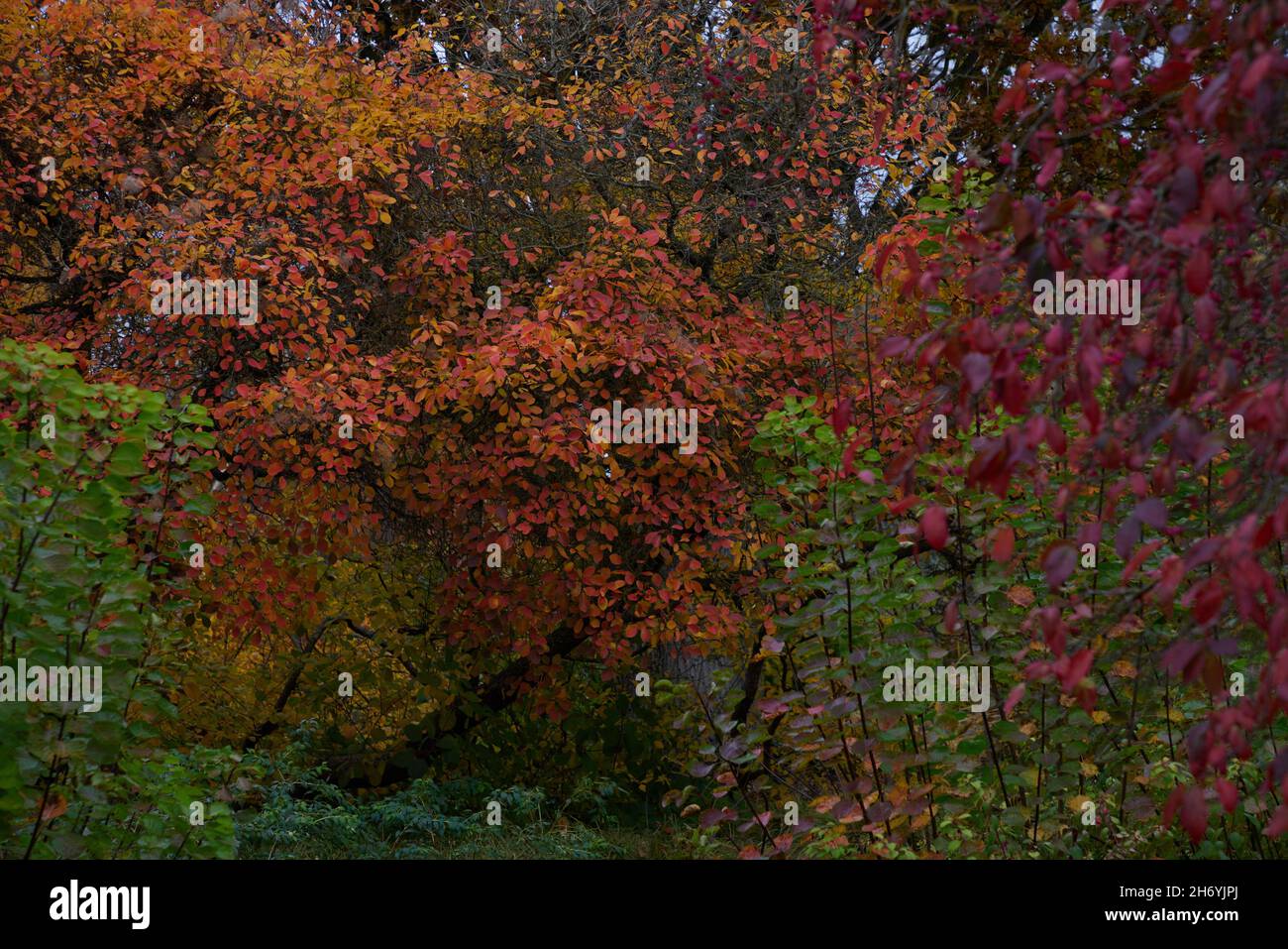 Cotinus coggygria in autumn. Stock Photo
