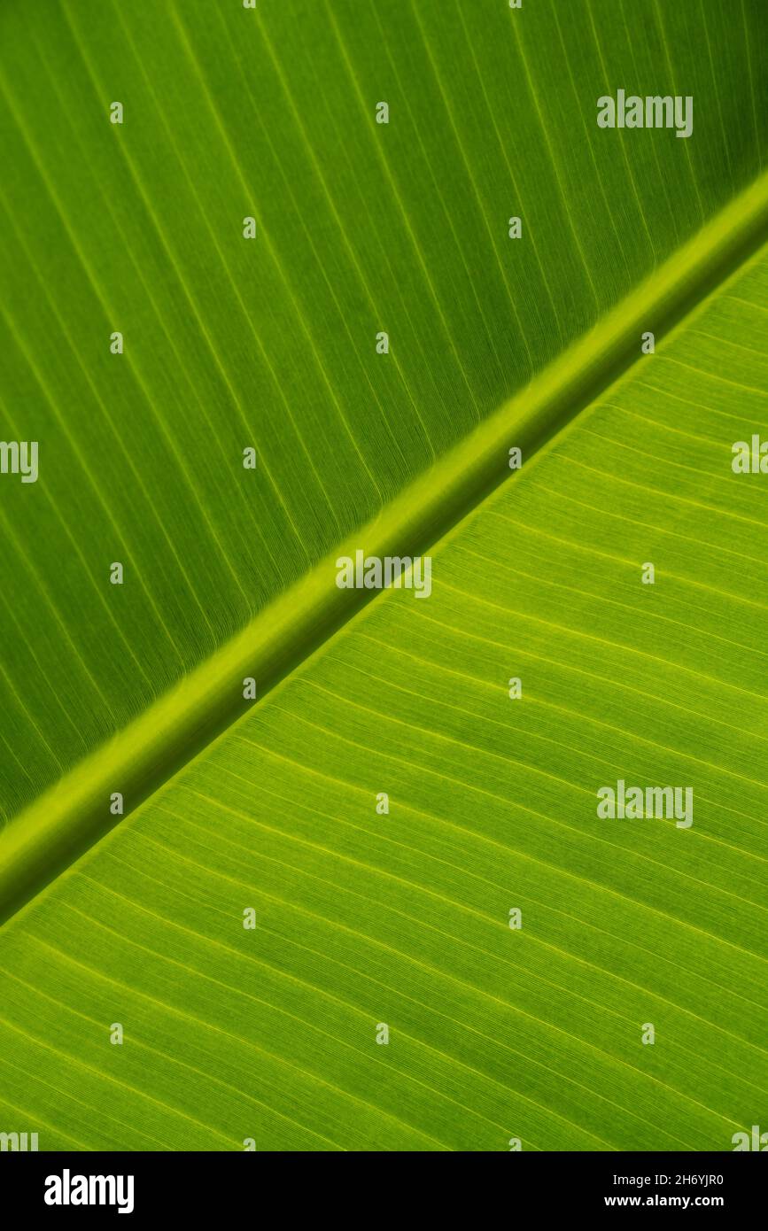 Texture of green leaves of a banana palm. Ecological background of exotic leave, cose-up.  Stock Photo