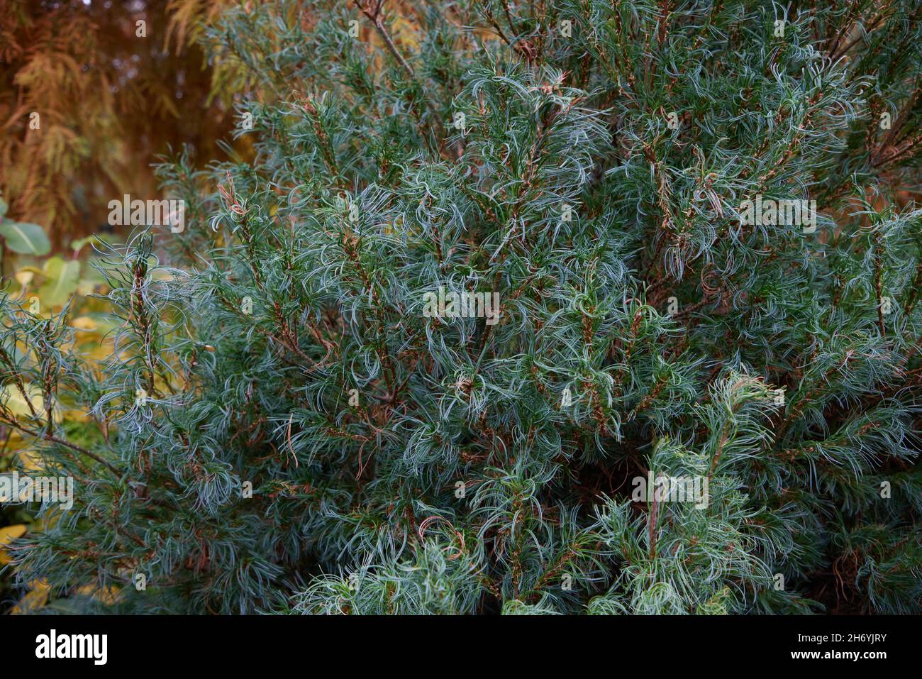 Close up of Pinus strobus Tiny Curls. Stock Photo