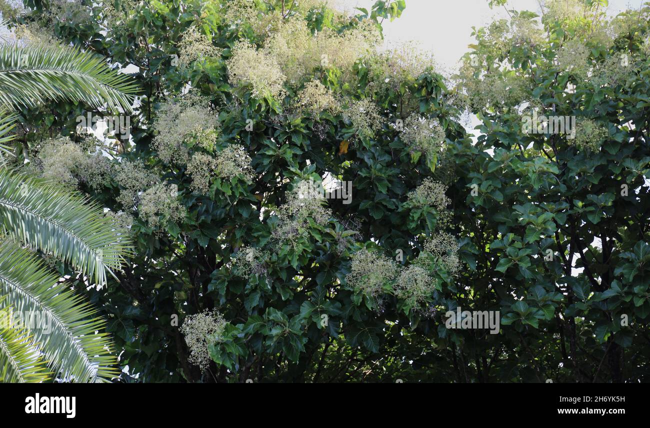 Profusely flowering Elderberry trees with cluster of unripened green