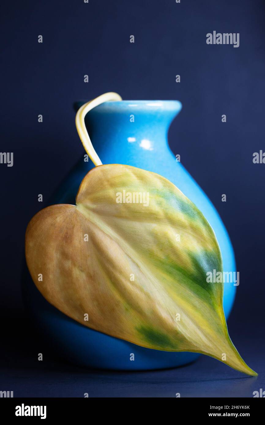 Heart-shaped philodendron leaf in a blue vase. Stock Photo