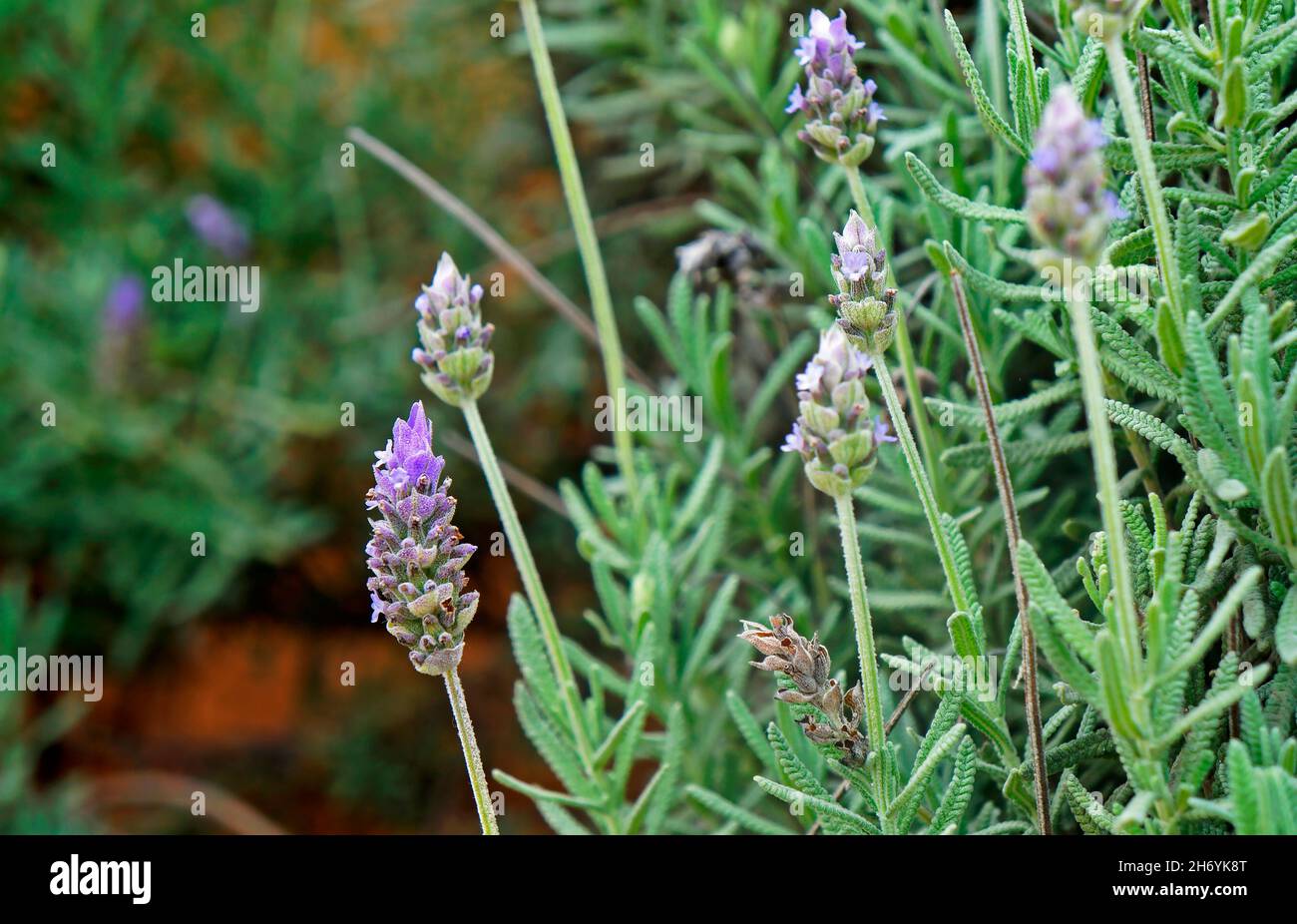 Lavender flowers (Lavandula angustifolia) on garden Stock Photo - Alamy