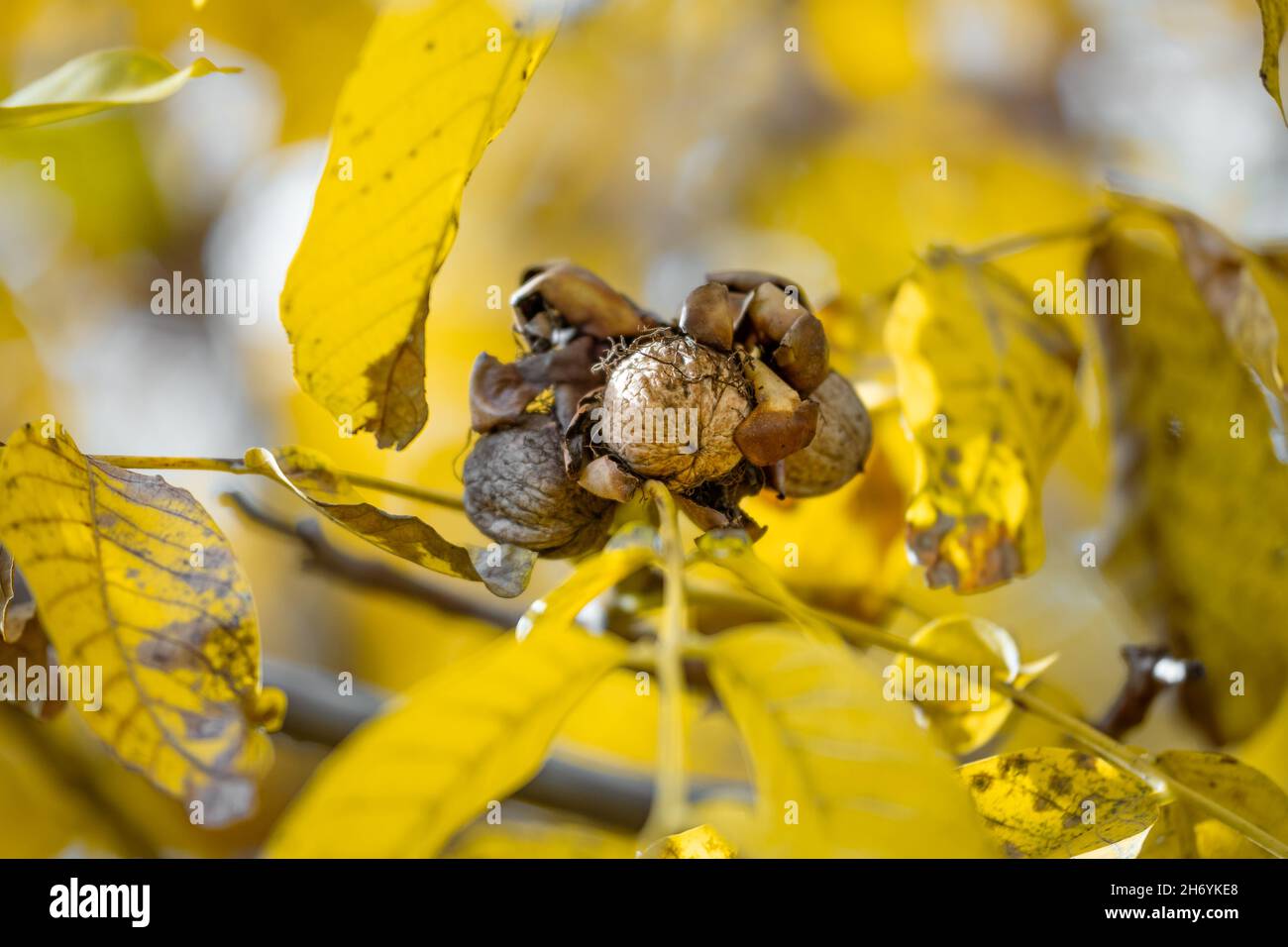 Autumn ripe walnuts on the walnut tree with yellow leaves (Juglans regia) Stock Photo