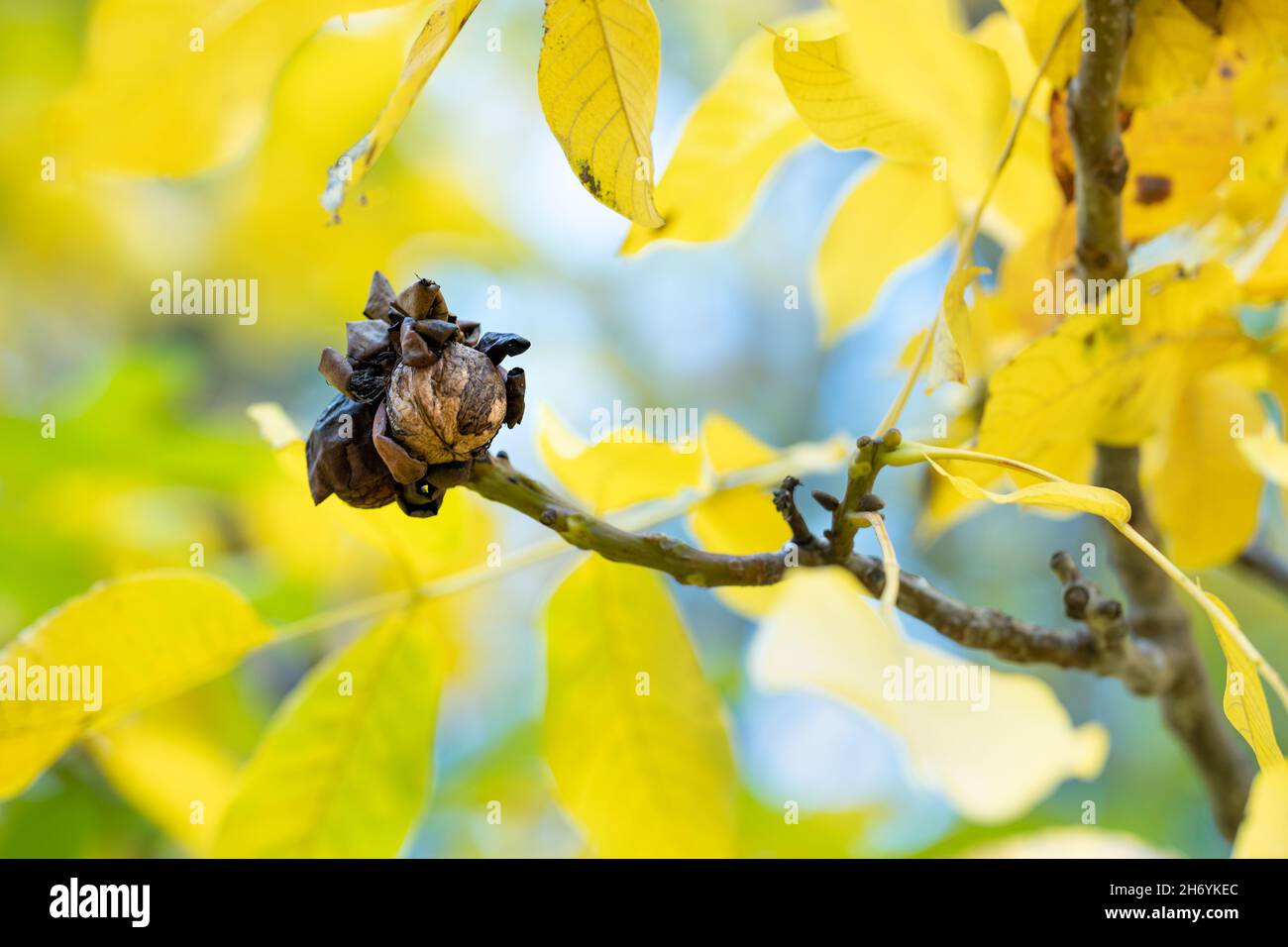 Autumn ripe walnuts on the walnut tree with yellow leaves (Juglans regia) Stock Photo