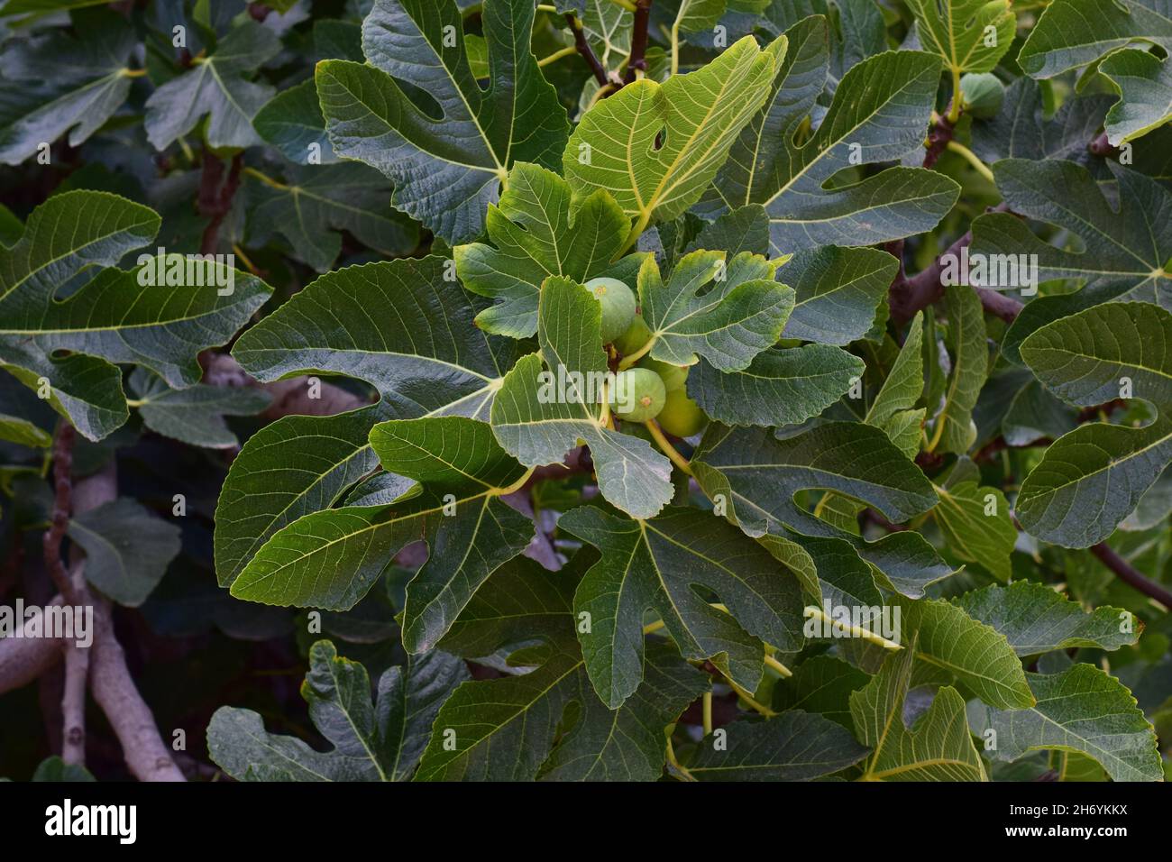 Unripe green figs growing on the tree Stock Photo