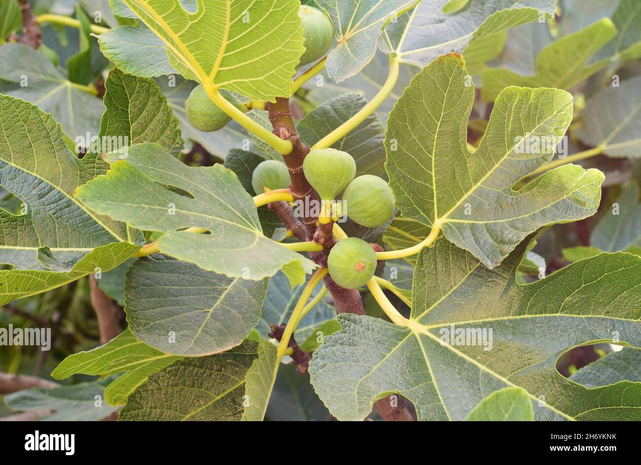 Closeup shot of unripe green figs growing on the tree Stock Photo