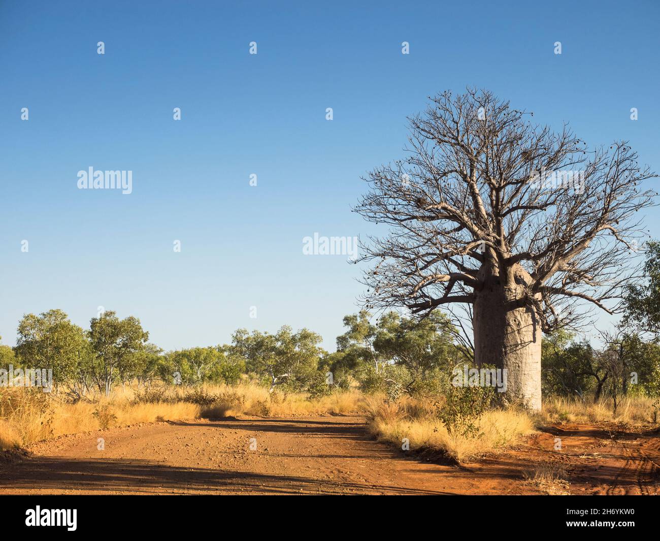 Boab tree (Adansonia gregorii) by Mornington Road  in savannah near Mount House, Kimberley, Western Australia Stock Photo