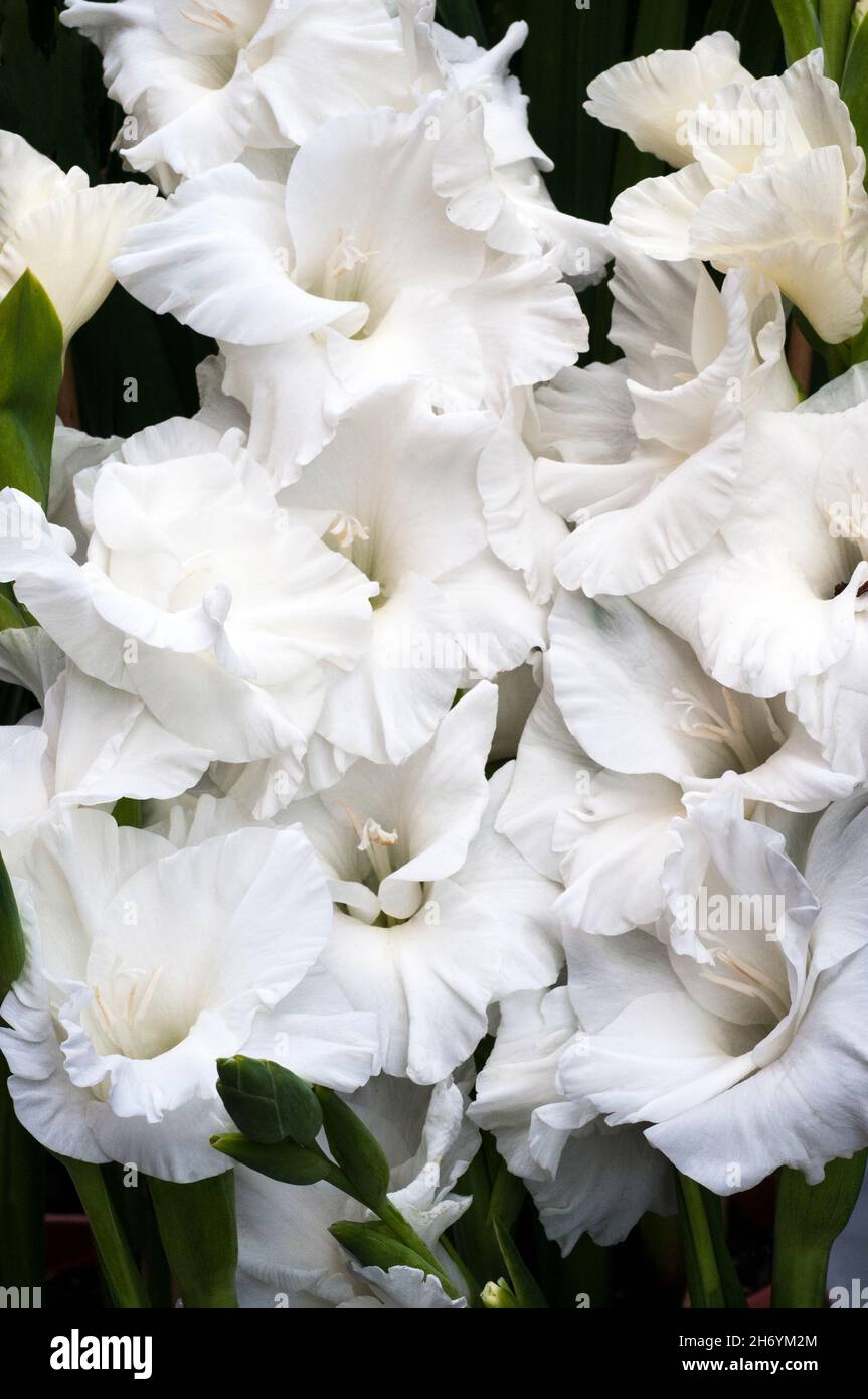Close up of large white flowers of Gladiolus Essential against a background of leaves a summer flowering cormous perennial that is half hardy Stock Photo