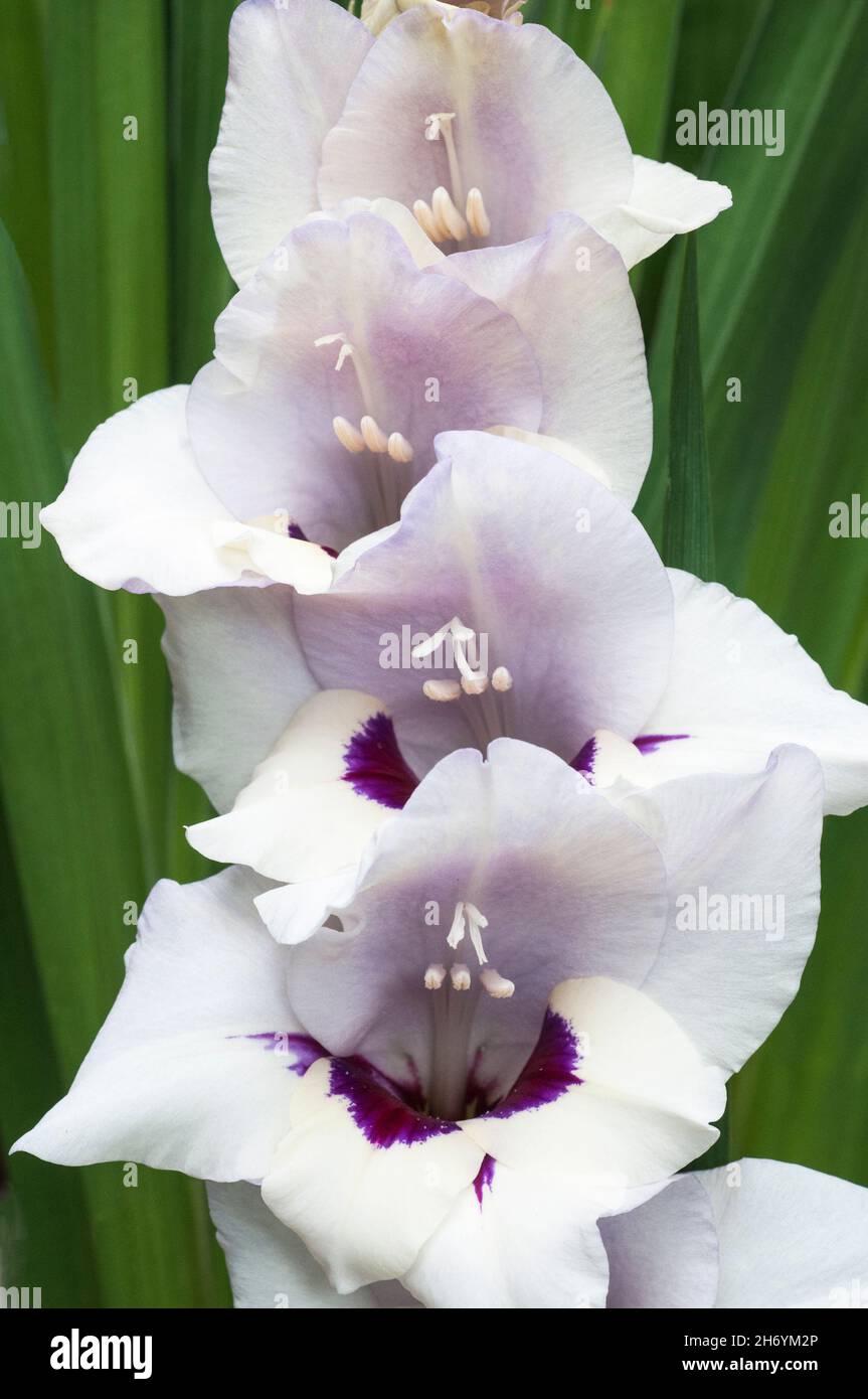 Close up of large white & purple flowers of Gladiolus Vera Lynn against a background of leaves a summer flowering cormous perennial that is half hardy Stock Photo