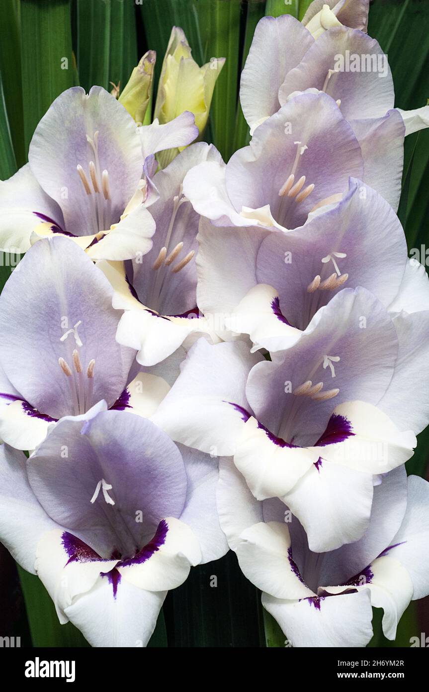 Close up of large white & purple flowers of Gladiolus Vera Lynn against a background of leaves a summer flowering cormous perennial that is half hardy Stock Photo