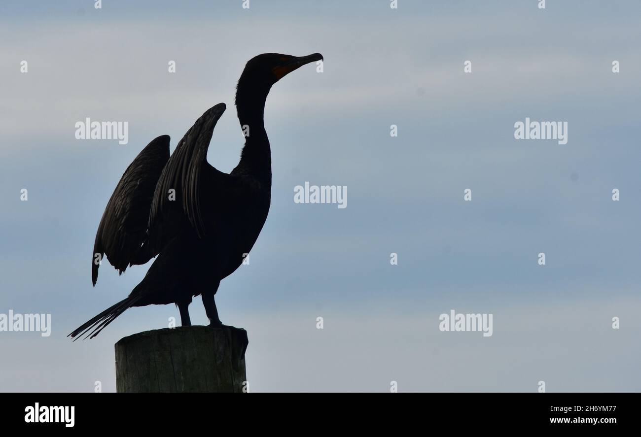 Silhouette of a Double-crested cormorant (Phalacrocorax auritus) with wings spread. Cormorants dry their wings by holding them outstretched. Stock Photo