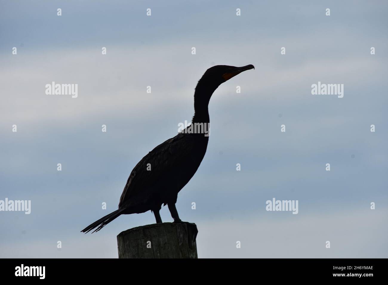 Silhouette of a Double-crested Cormorant (Phalacrocorax auritus) standing on a piling. Copy space. Stock Photo