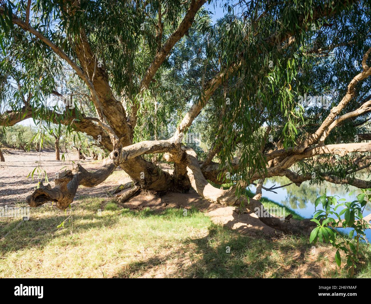 Silver Cadjeput (Melaleuca argentea) paperbark tree at Cadjeput Hole on the FItzroy River, Mornington, Kimberley, Western Australia Stock Photo