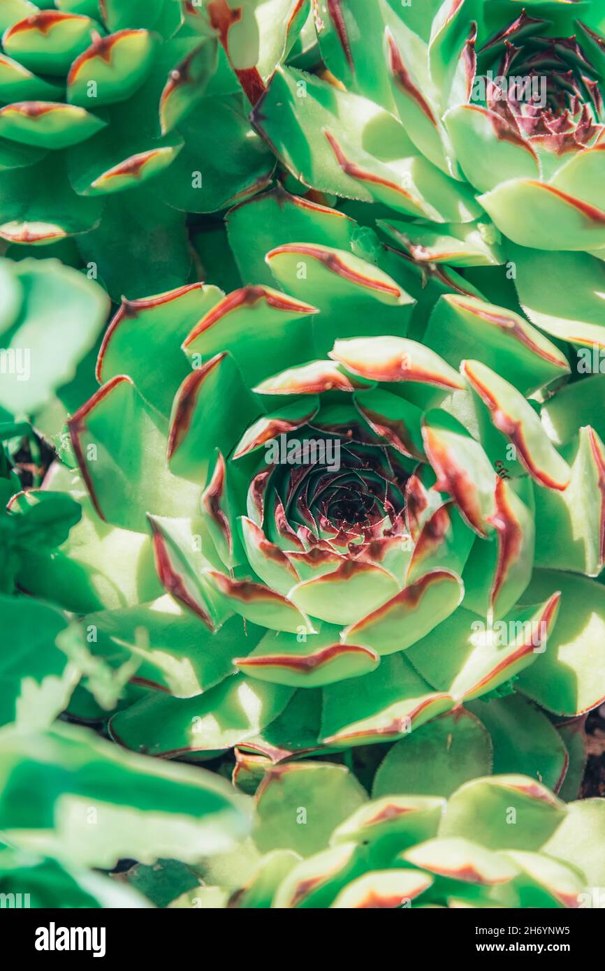 Green Sempervivum tectorum plant, close up. Indoor plants. Background, texture. Stock Photo