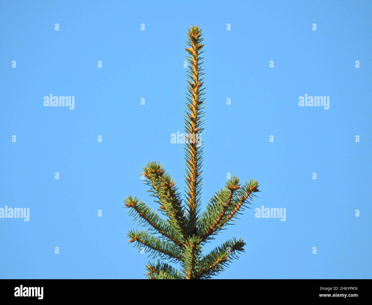 Closeup shot spruce tree hi-res stock photography and images - Alamy