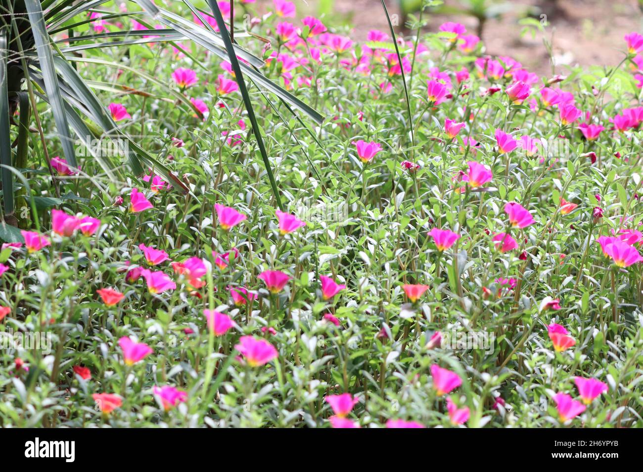 Pink flowers in a garden Stock Photo - Alamy