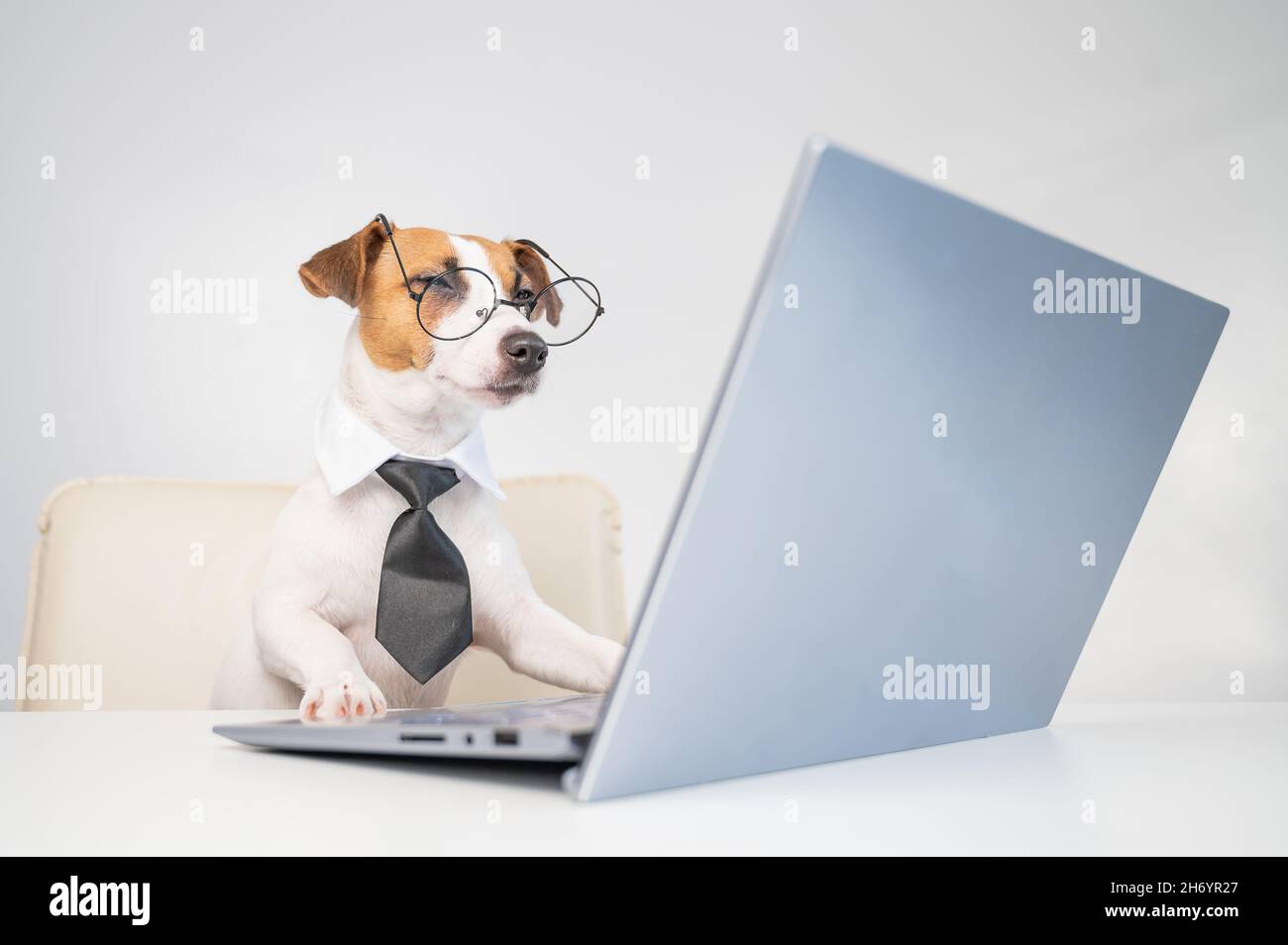 Dog jack russell terrier in glasses and a tie sits at a desk and works ...