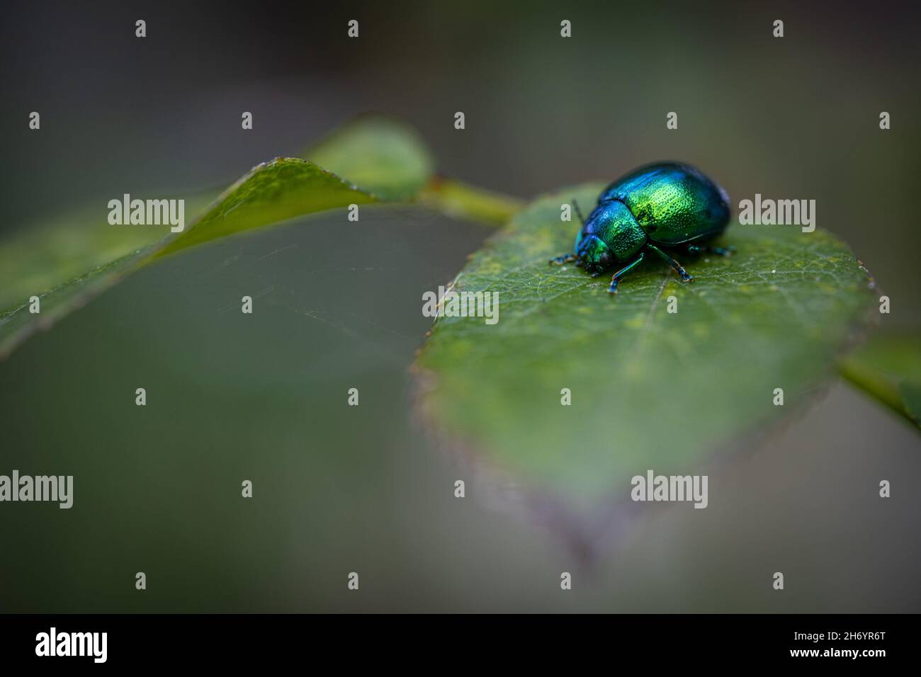 Dead-nettle leaf beetle on a green leaf in spring Stock Photo