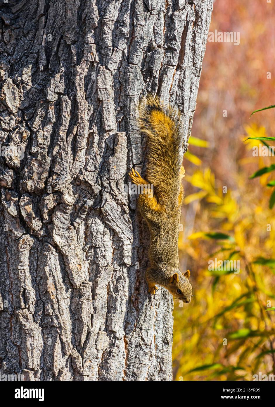 Eastern Fox Squirrel (Sciurus niger) clings to rough bark of Plains Cottonwood Tree & is curious & alert to the photographer, Castle Rock Colorado USA. Stock Photo