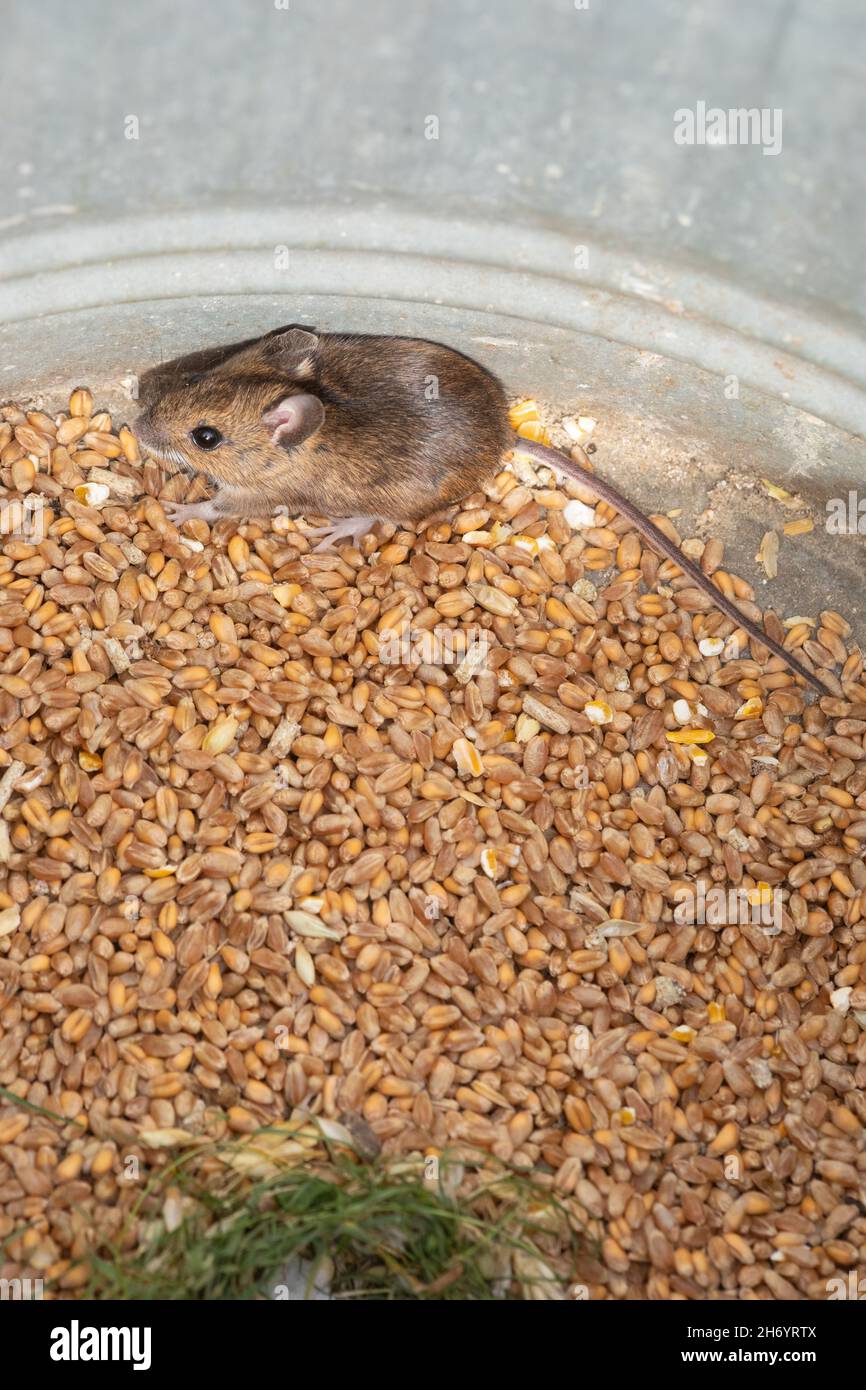 Wee sleeket cowering timorous beastie of Robert Burns 1785 Scottish Bard, the Wood Mouse or Long-tailed Field Mouse (Apodemus sylvaticus). Stock Photo