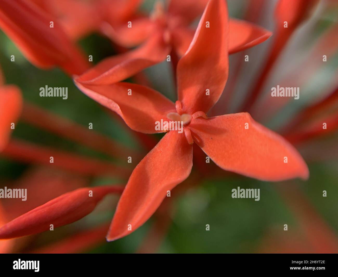 Closeup of beautiful red Epidendrum orchid flowers in a garden Stock Photo
