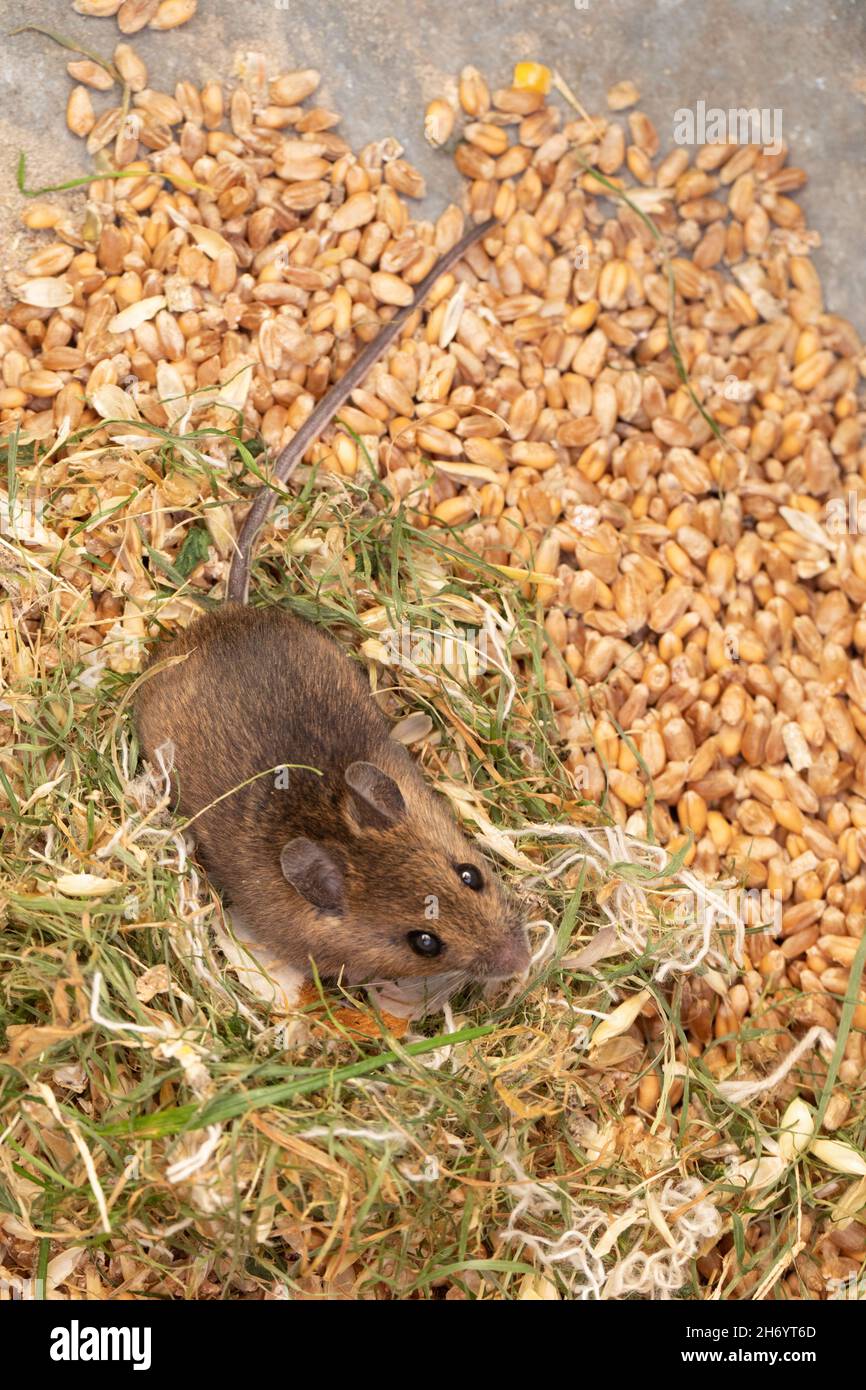 Wee sleeket cowering timorous beastie of Robert Burns 1785 Scottish Bard, the Wood Mouse or Long-tailed Field Mouse (Apodemus sylvaticus). Stock Photo