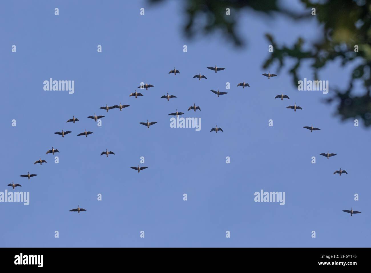 Pink-footed, wild, geese, Anser brachyrhynchcus, morning flight, ‘V’ formation, skein, energy saving, slip stream, overflying trees, winter migrants, Stock Photo