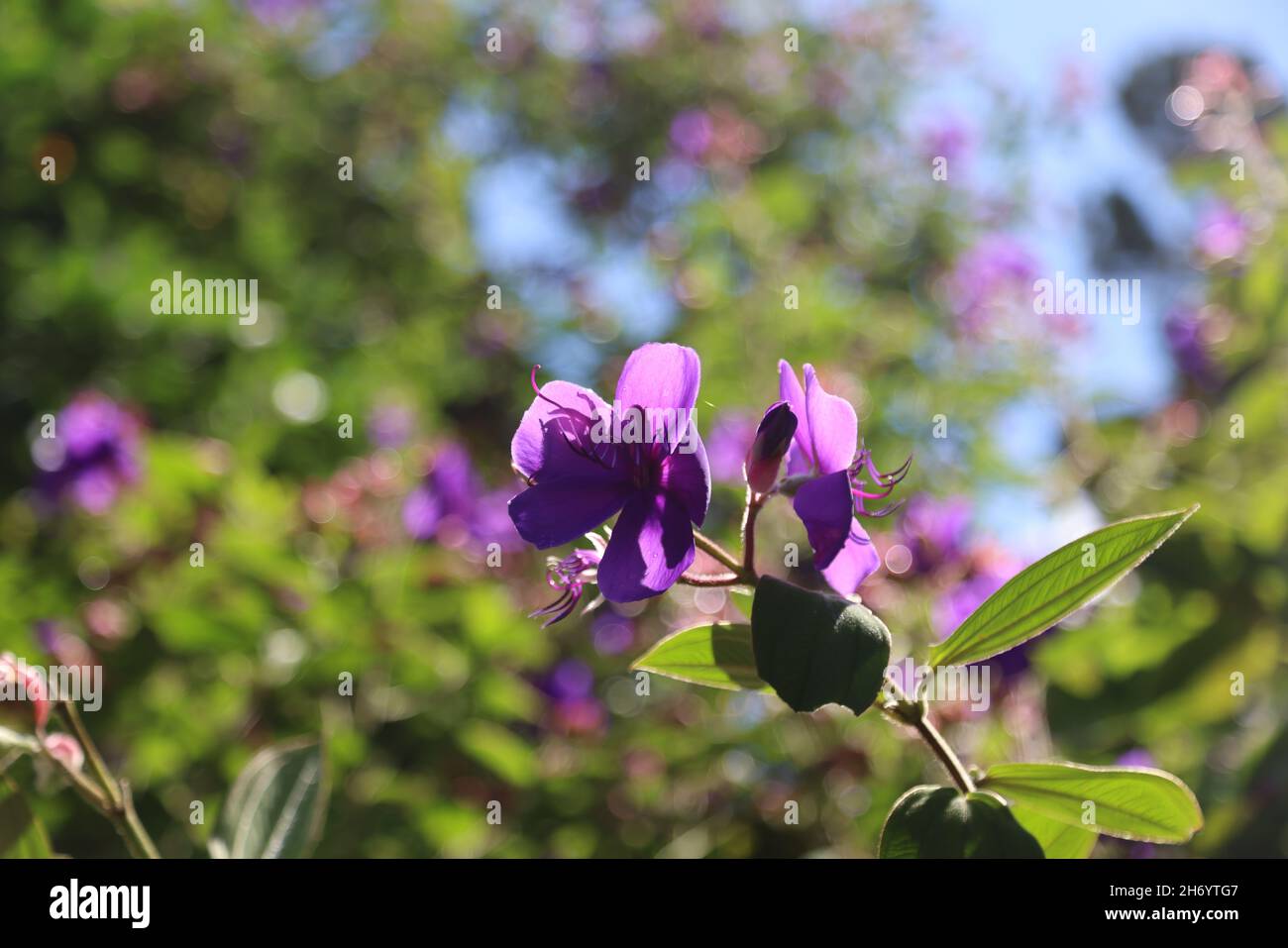 Closeup shot of glory bush flowers Stock Photo