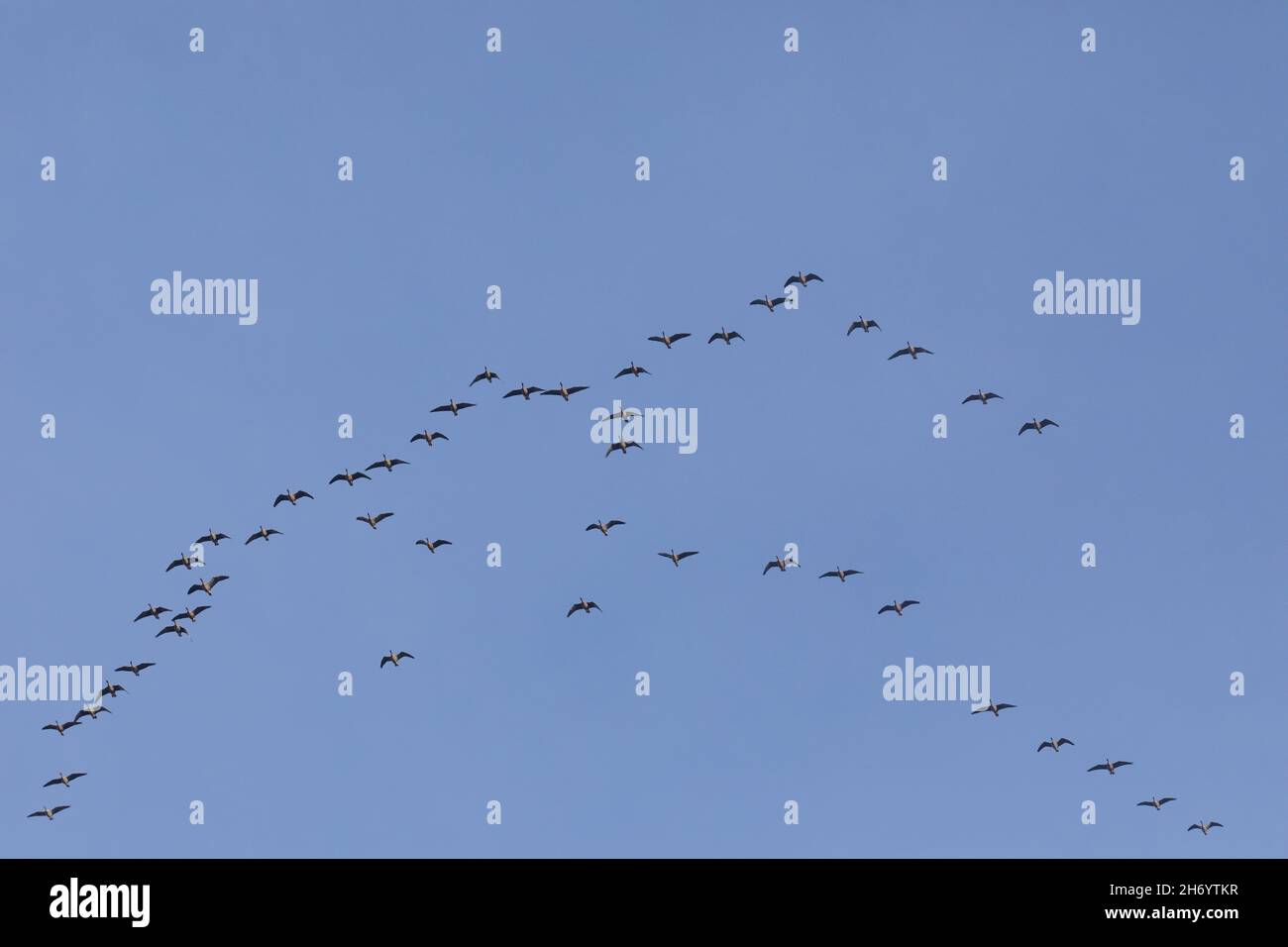 Pink-footed Geese (Anser brachyrhynchus). Leadership changeover as birds fly overhead on morning flight to find new feeding areas after harvesting of Stock Photo