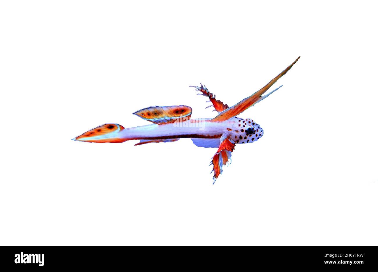 Flaming Prawn Goby - Discordipinna griessingeri Stock Photo - Alamy