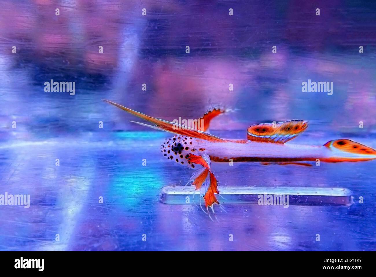 Flaming Prawn Goby - Discordipinna griessingeri Stock Photo - Alamy