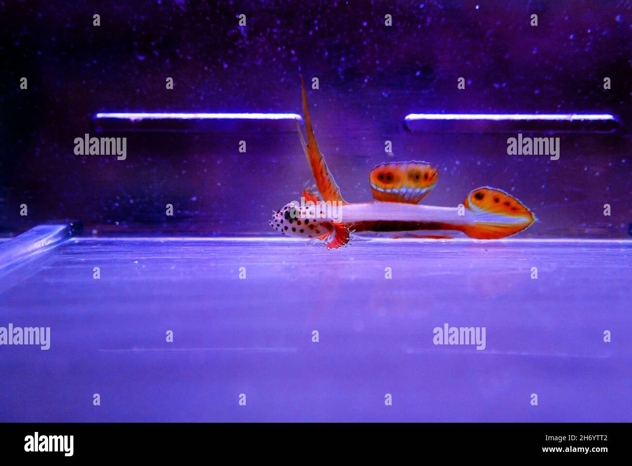 Flaming Prawn Goby - Discordipinna griessingeri Stock Photo - Alamy