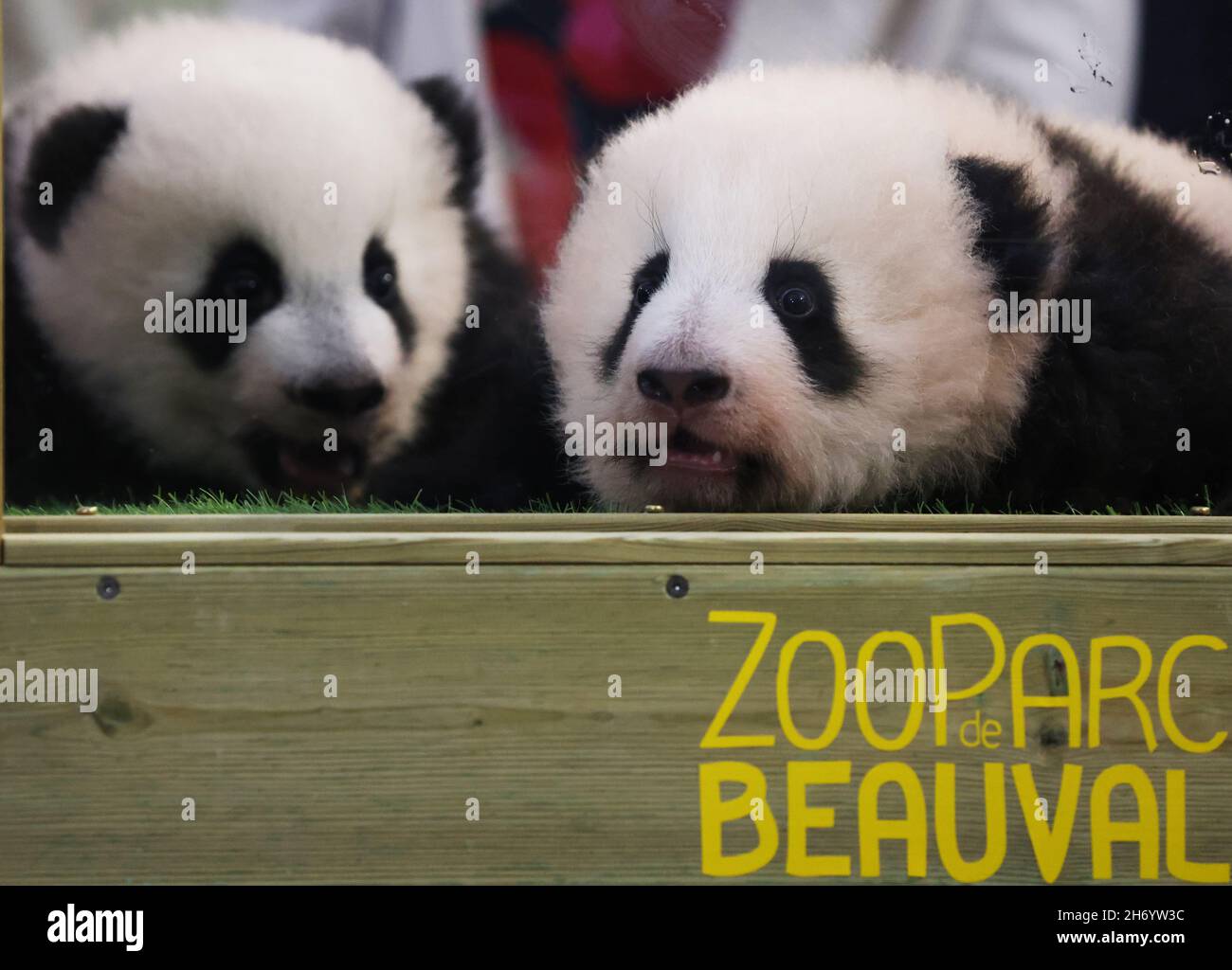 (211119) BEAUVAL, Nov. 19, 2021 (Xinhua) The panda twin cubs are