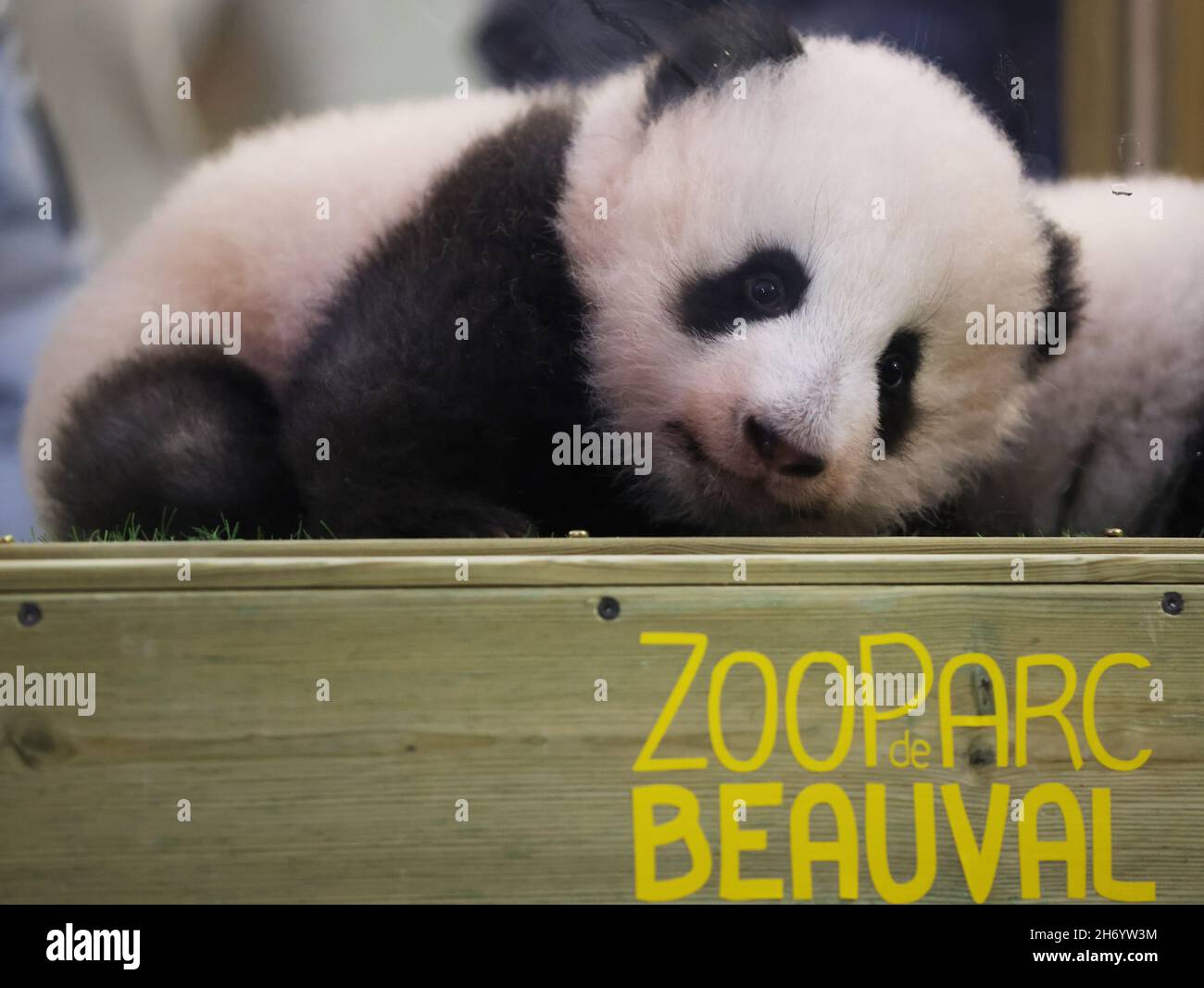 (211119) BEAUVAL, Nov. 19, 2021 (Xinhua) One of the panda twin