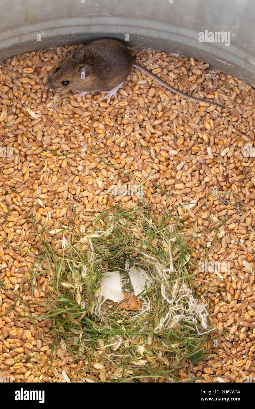 Wee sleeket cowering timorous beastie of Robert Burns 1785 Scottish Bard, the Wood Mouse or Long-tailed Field Mouse (Apodemus sylvaticus). Stock Photo