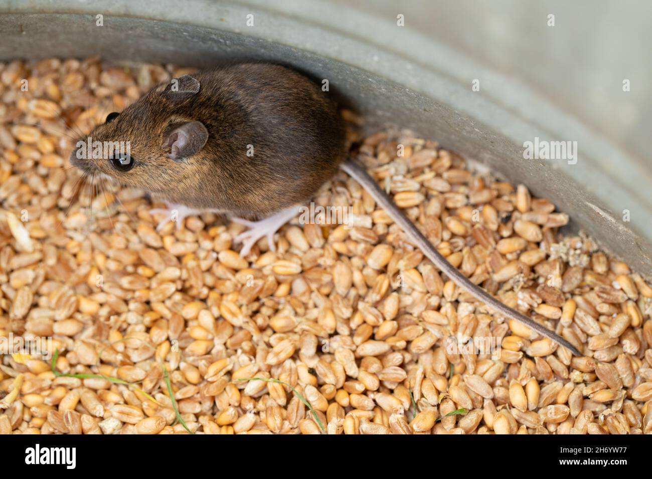 Wee sleeket cowering timorous beastie of Robert Burns 1785 Scottish Bard, the Wood Mouse or Long-tailed Field Mouse (Apodemus sylvaticus). Stock Photo