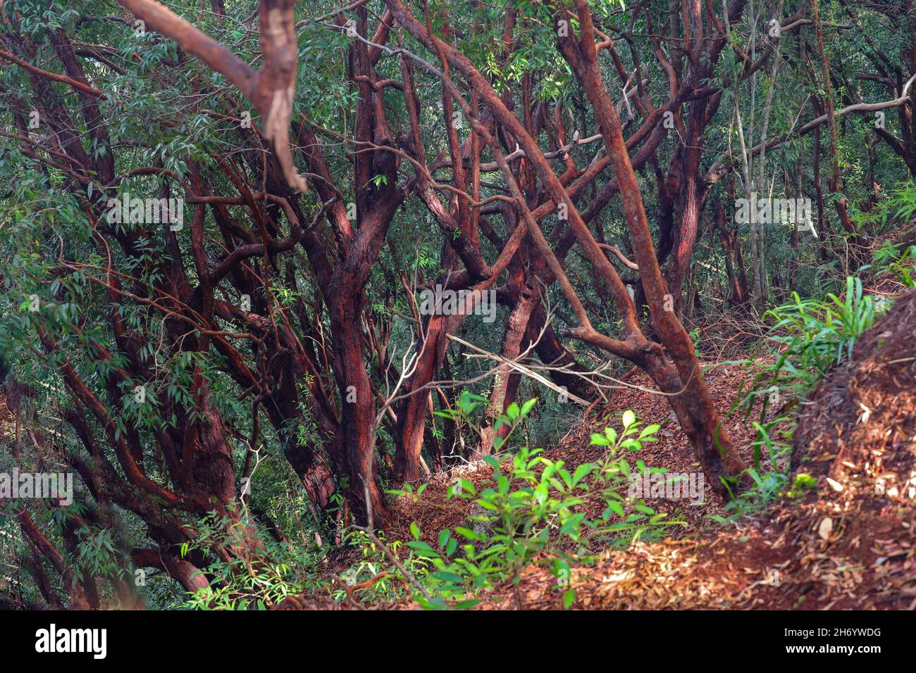 Mythical looking red tree in the myrtle family Myrtaceae in a montane forest in Malaysia Stock Photo