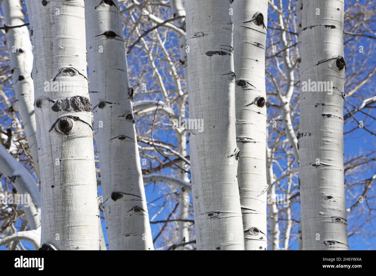 Aspen trees eyes Stock Photo - Alamy