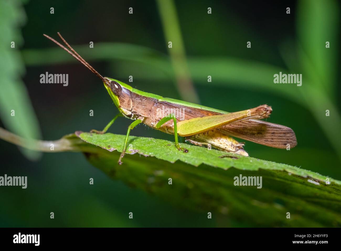 Provile view of a Clipped-winged Grasshopper (Metaleptea brevicornis). Raleigh, North Carolina. Stock Photo