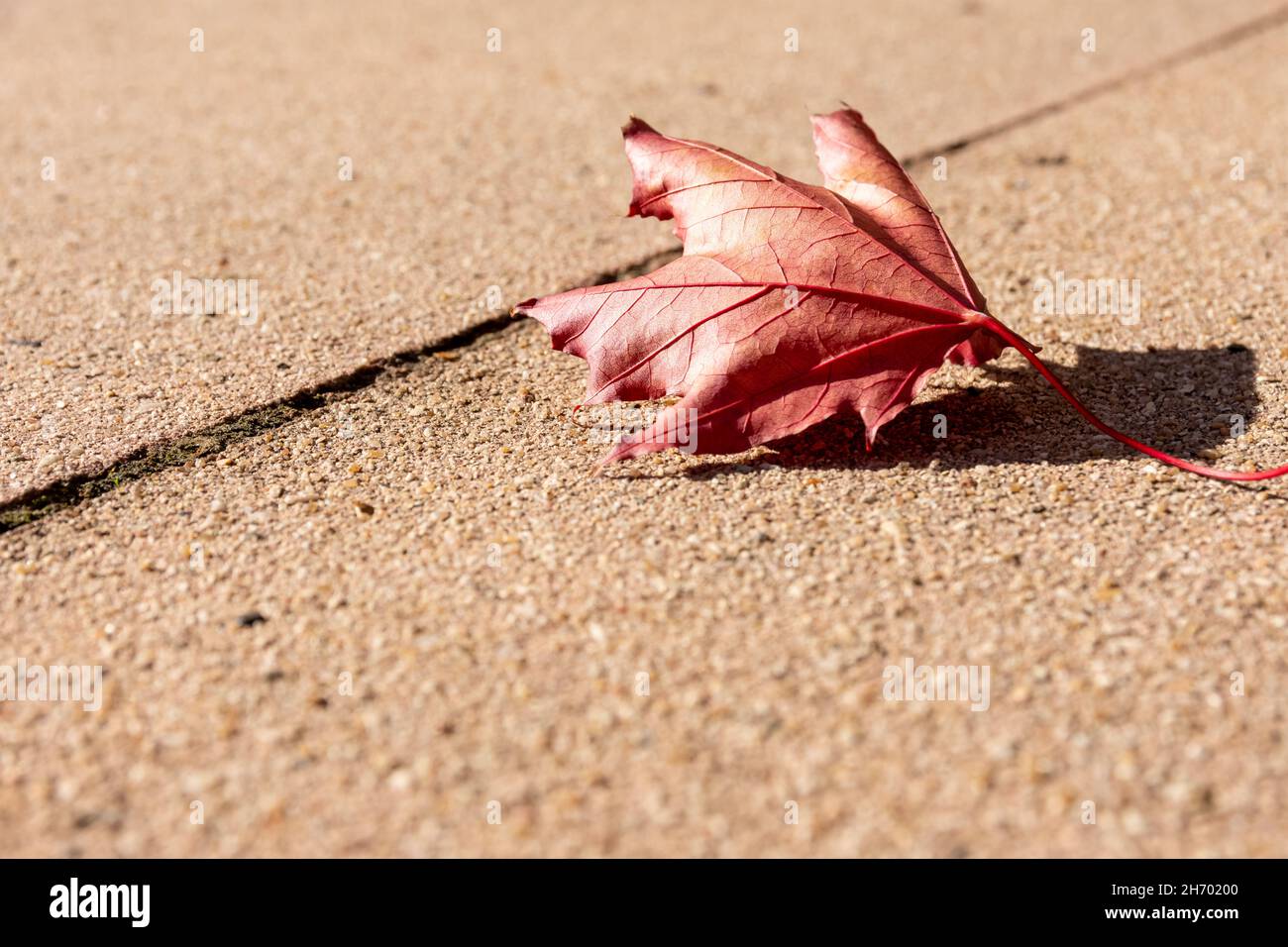 Fallen maple leaf on the ground in Autumn Stock Photo - Alamy