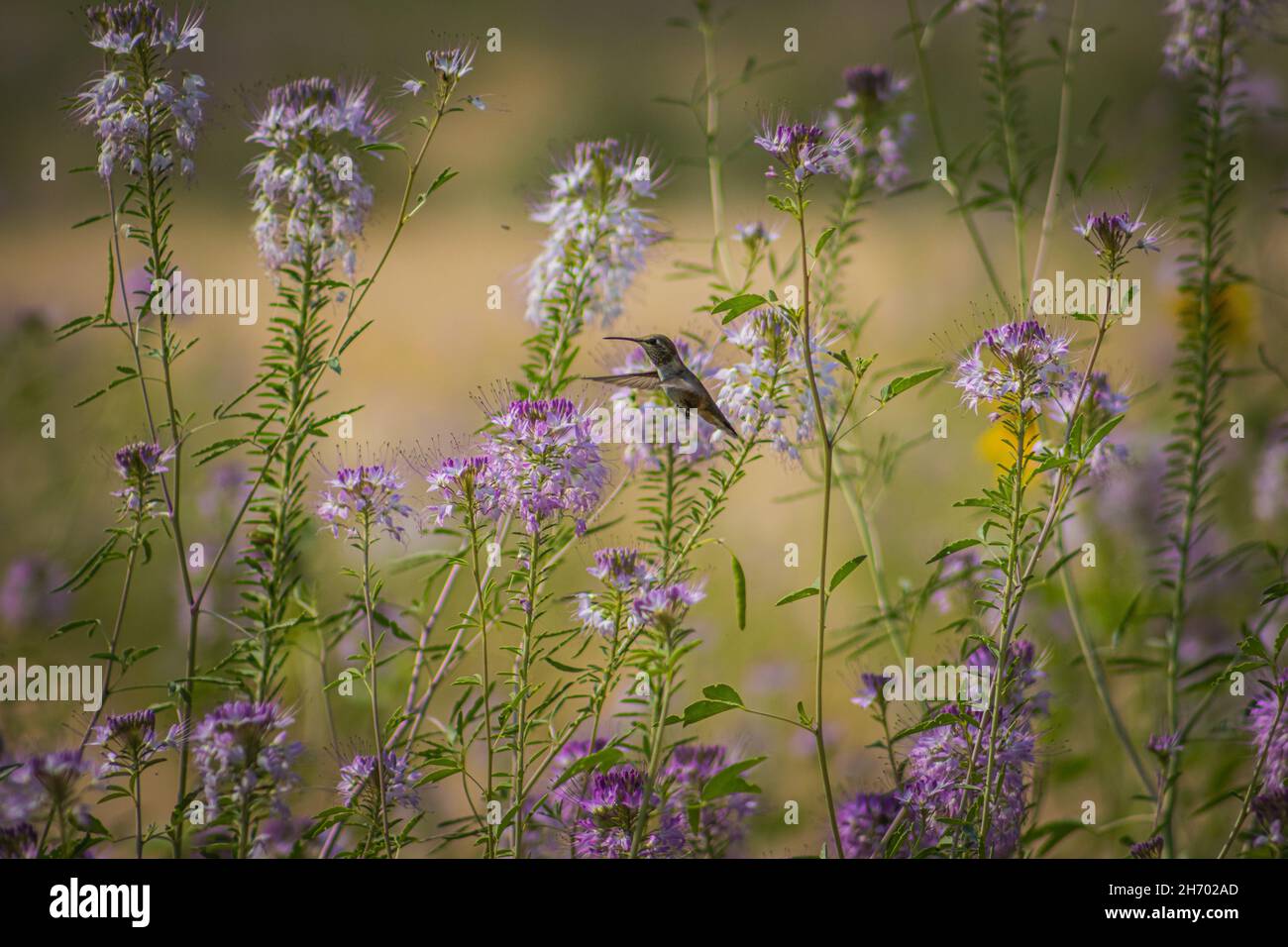 Flying hummingbird in an incredibly beautiful flowering field, the best