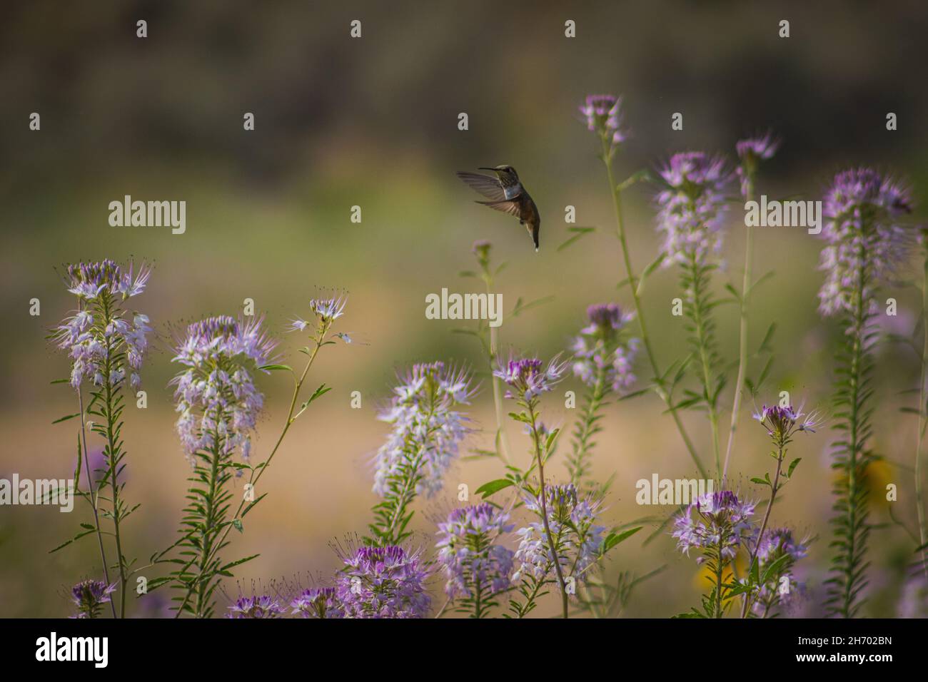 Flying hummingbird in an incredibly beautiful flowering field, the best