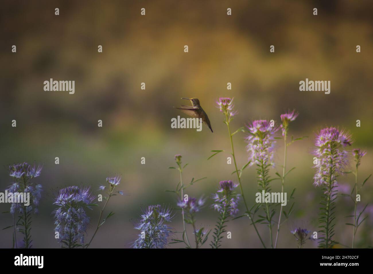 Flying hummingbird in an incredibly beautiful flowering field, the best