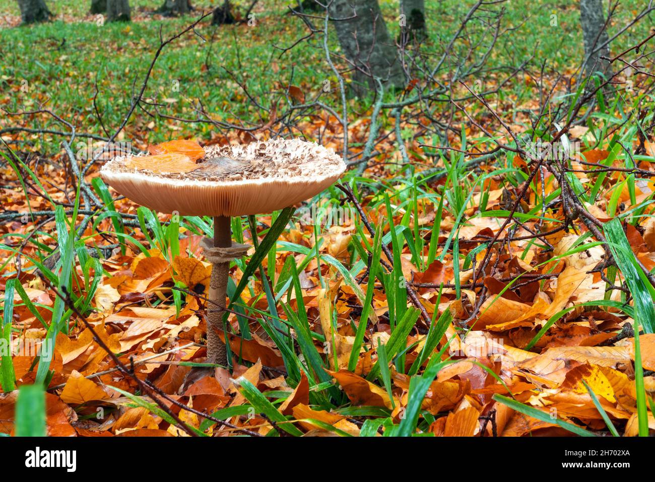 Shaggy Parasol mushroom in a forest. Chlorophyllum rhacodes Stock Photo