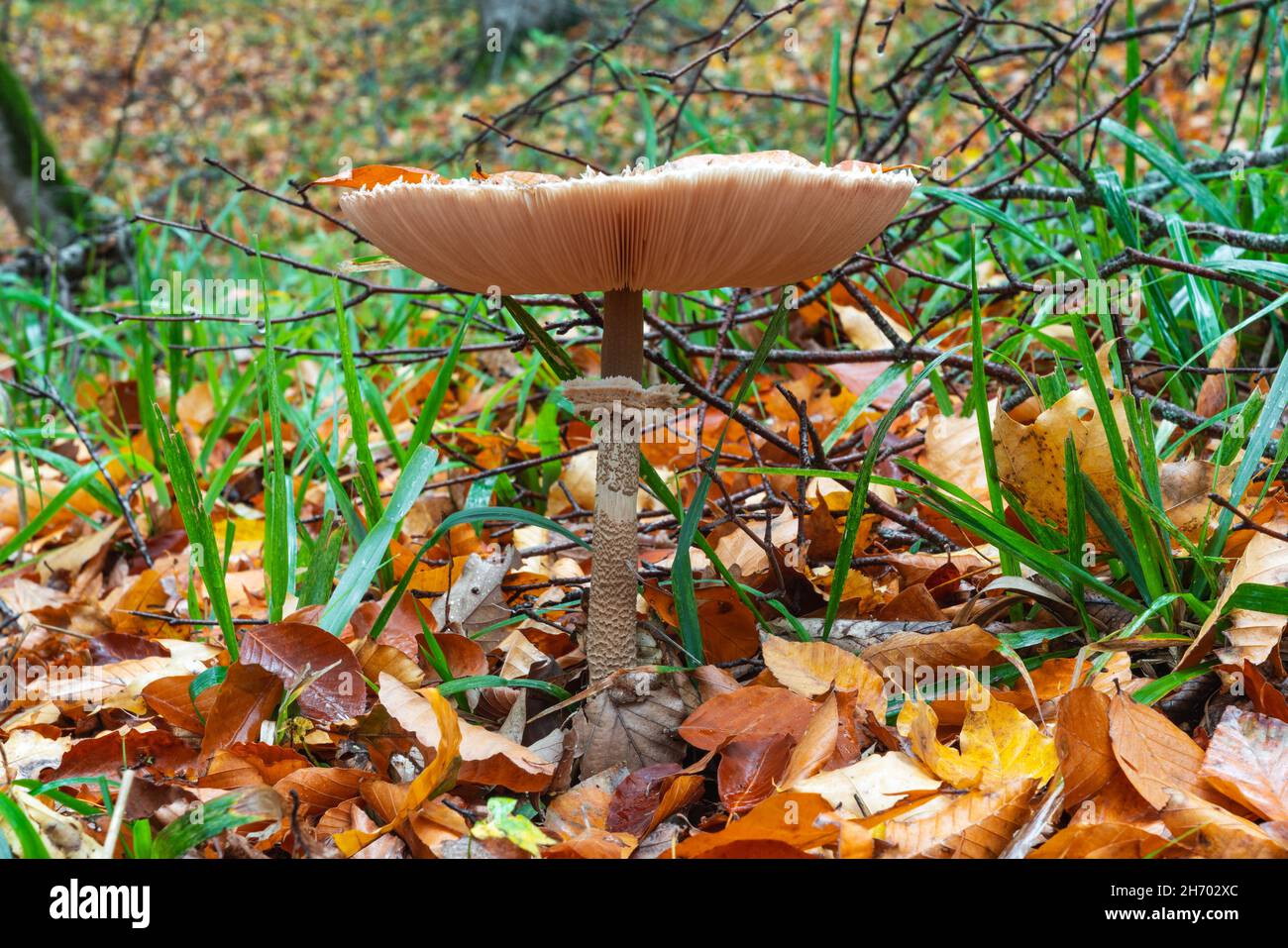 Shaggy Parasol mushroom in a forest. Chlorophyllum rhacodes Stock Photo