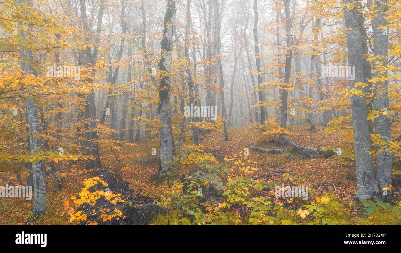 Foggy forest wallpaper hi-res stock photography and images - Alamy
